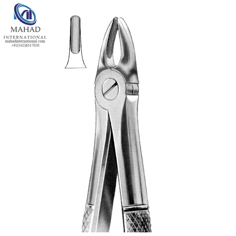 Upper Incisors and Canines